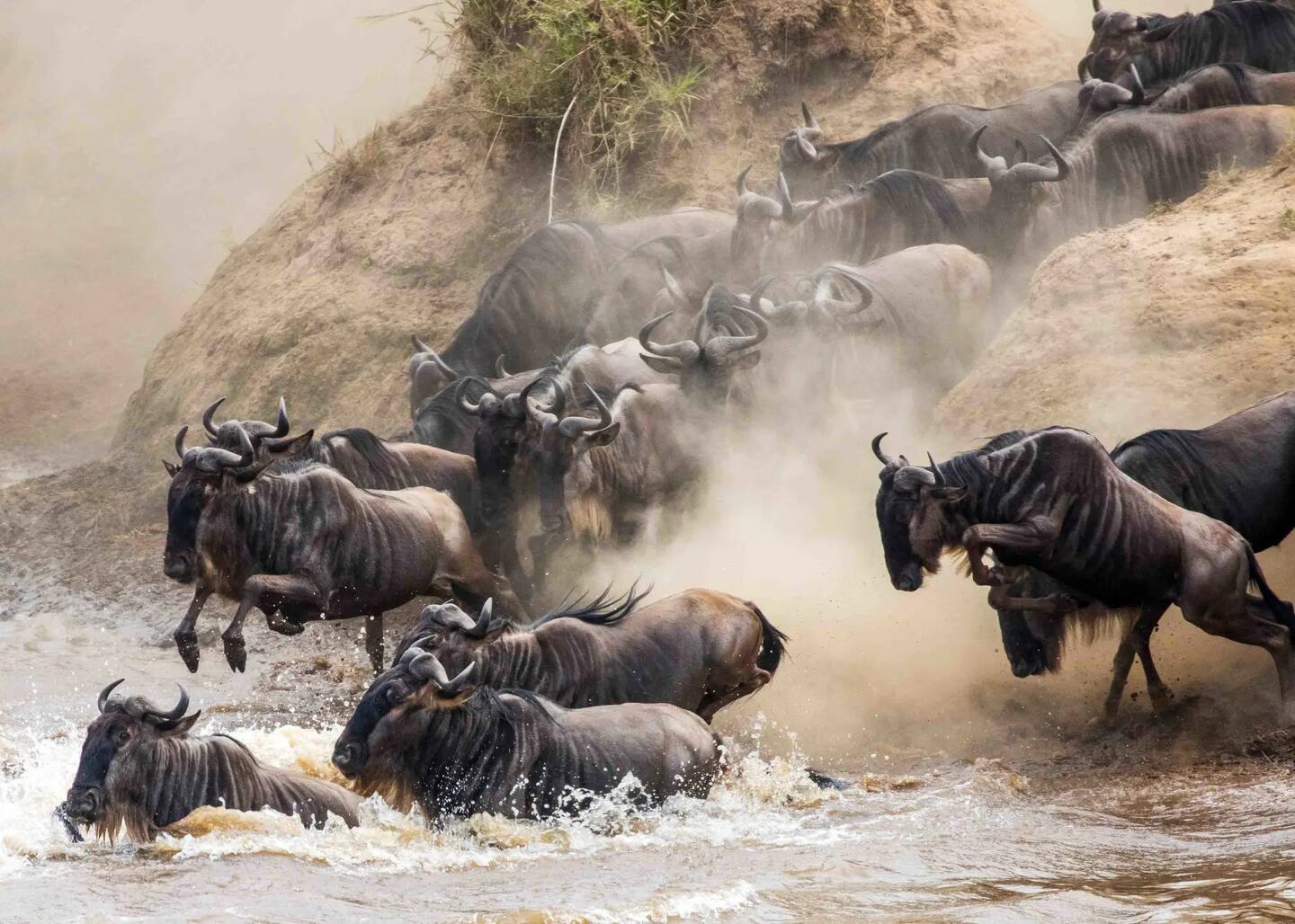 Great Migration Safari