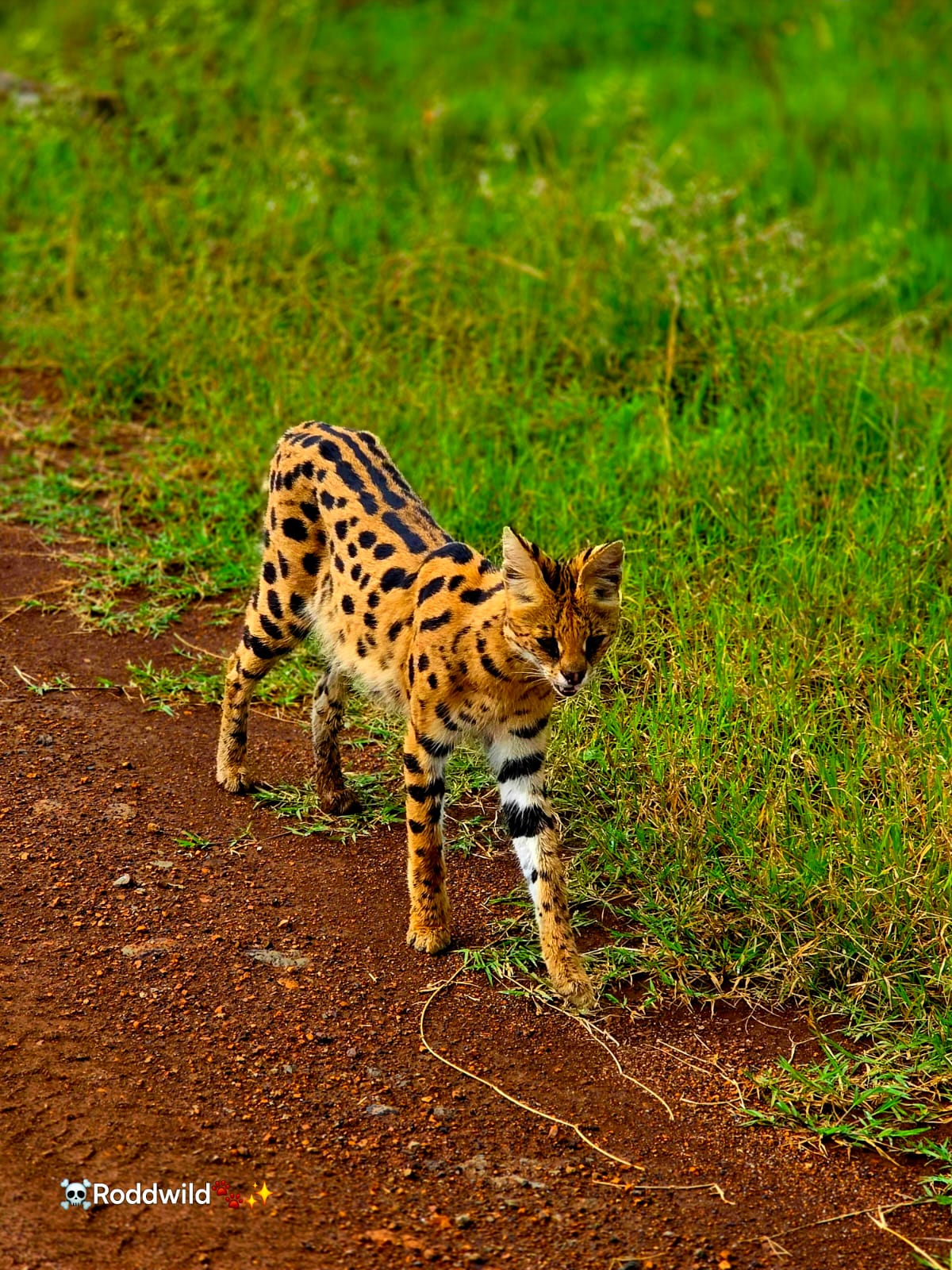 Tsavo West Adventure